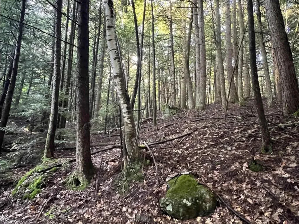 Map 6, Lot 38 Chadwick Hill Road Webster NH 03303