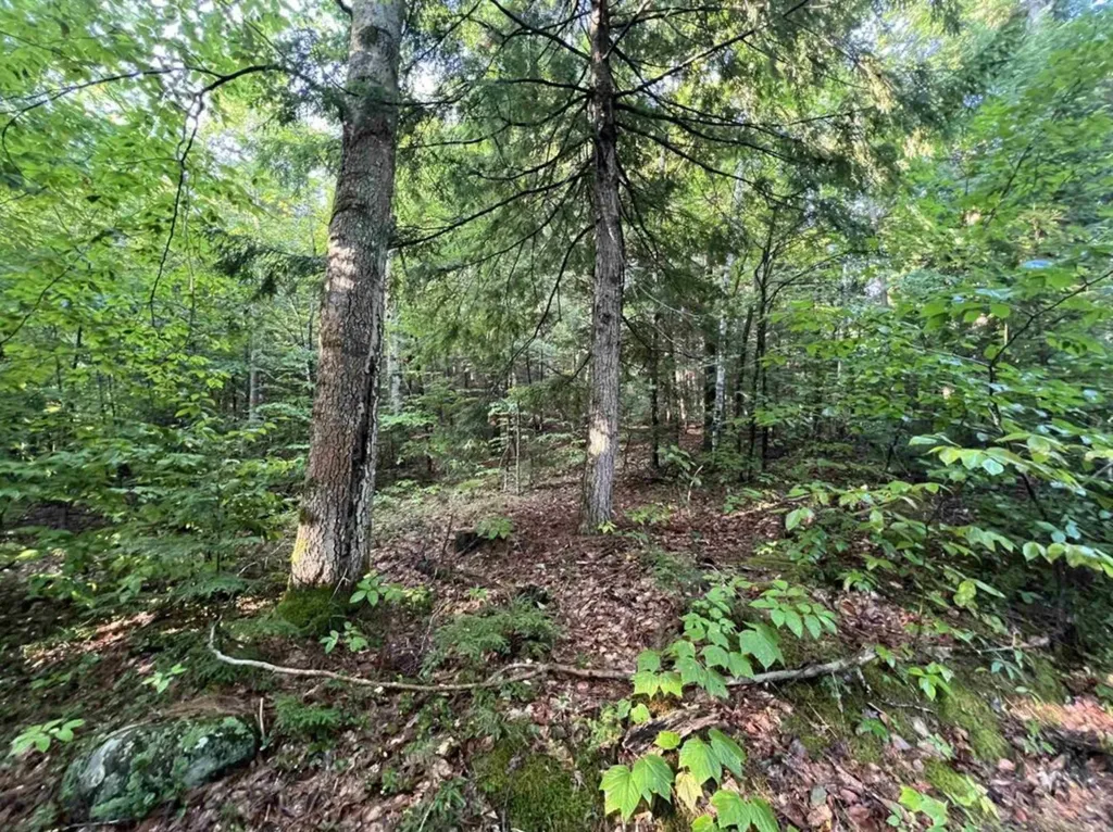 Map 6, Lot 38 Chadwick Hill Road Webster NH 03303