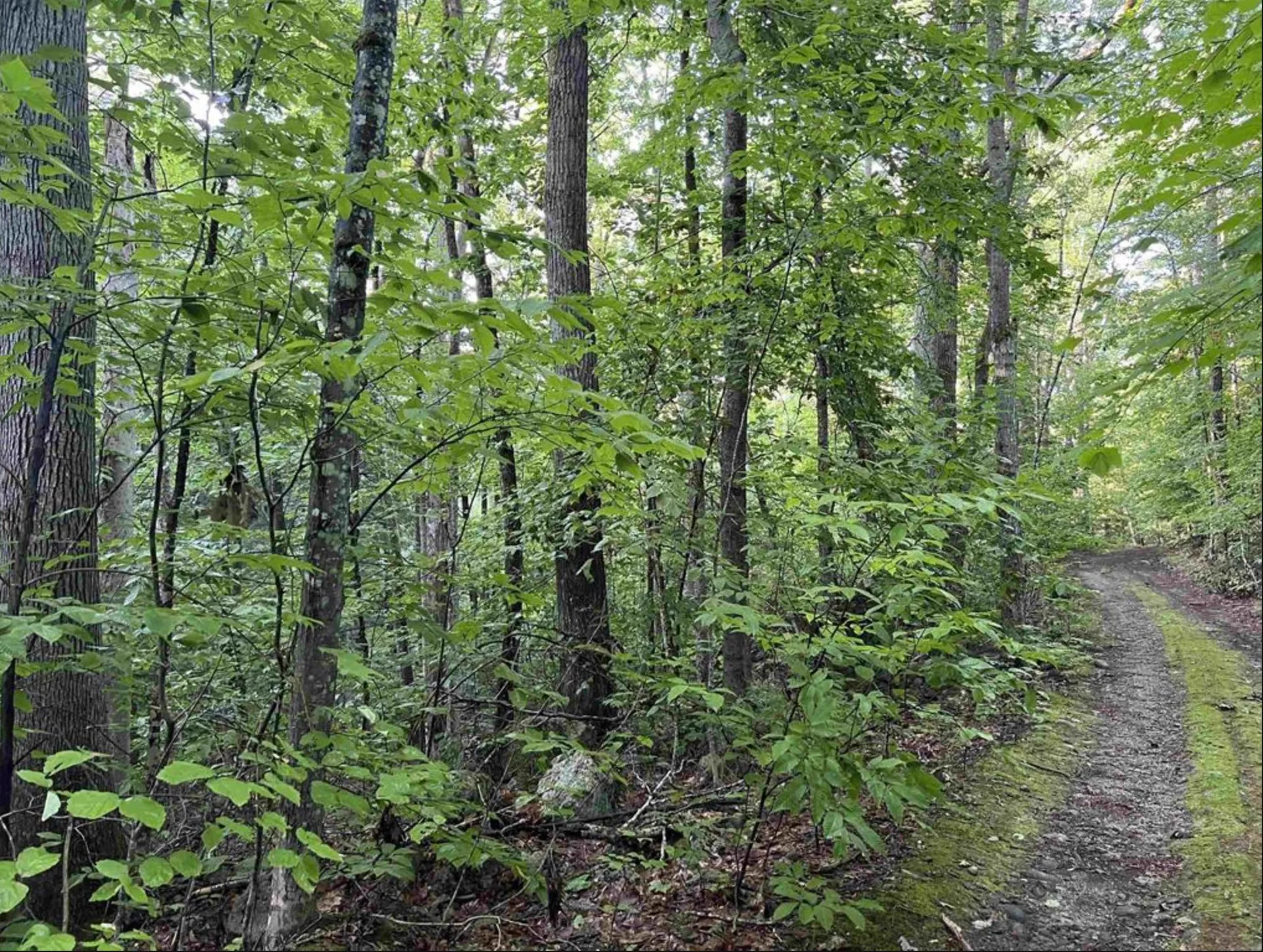 Map 6, Lot 38 Chadwick Hill Road Webster NH 03303