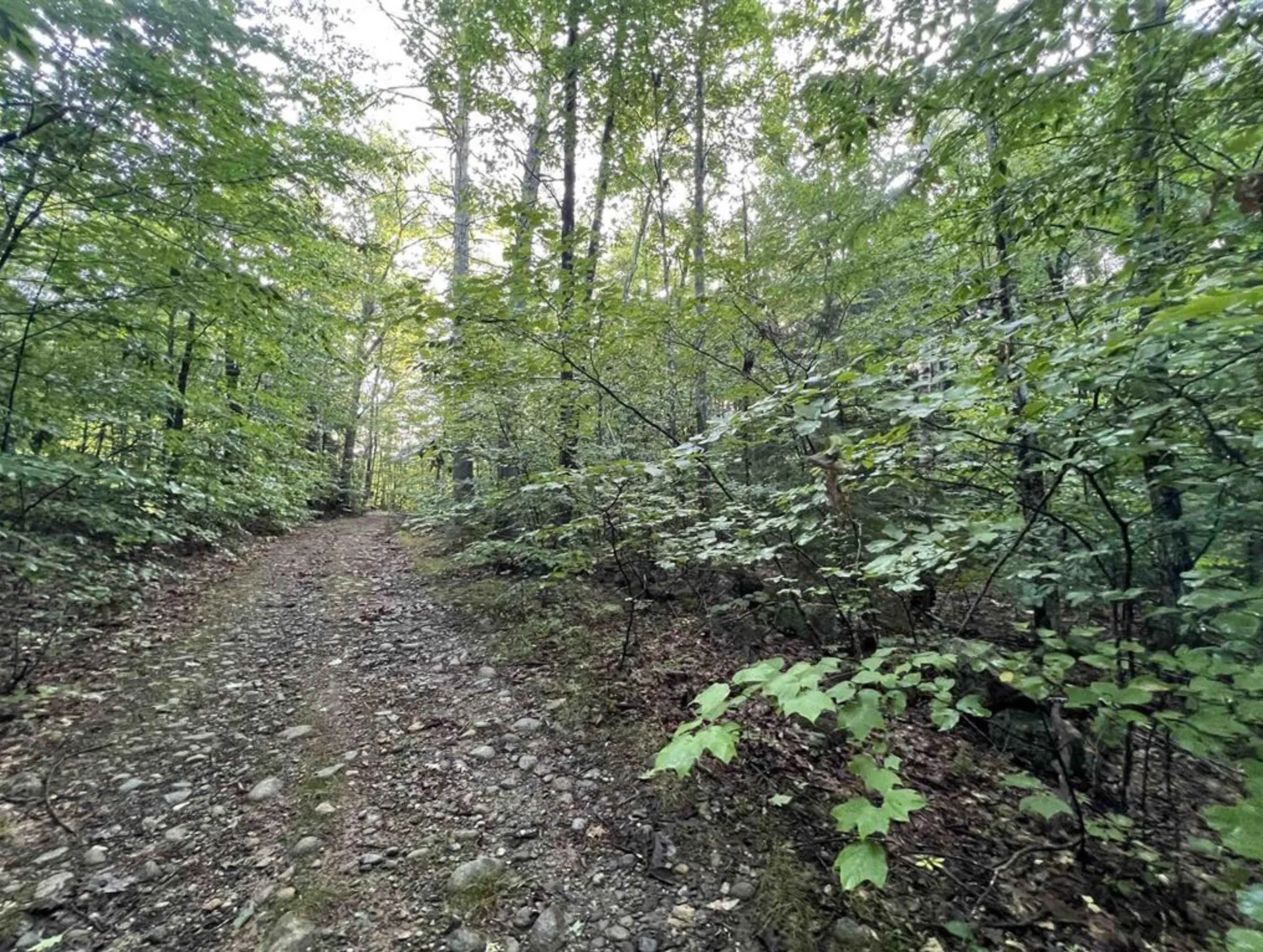 Map 6, Lot 38 Chadwick Hill Road Webster NH 03303