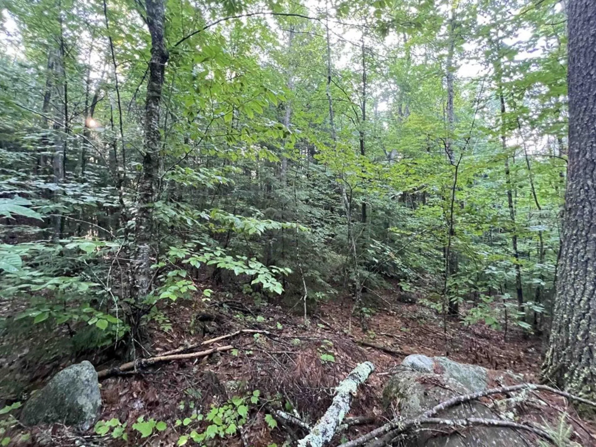 Map 6, Lot 38 Chadwick Hill Road Webster NH 03303