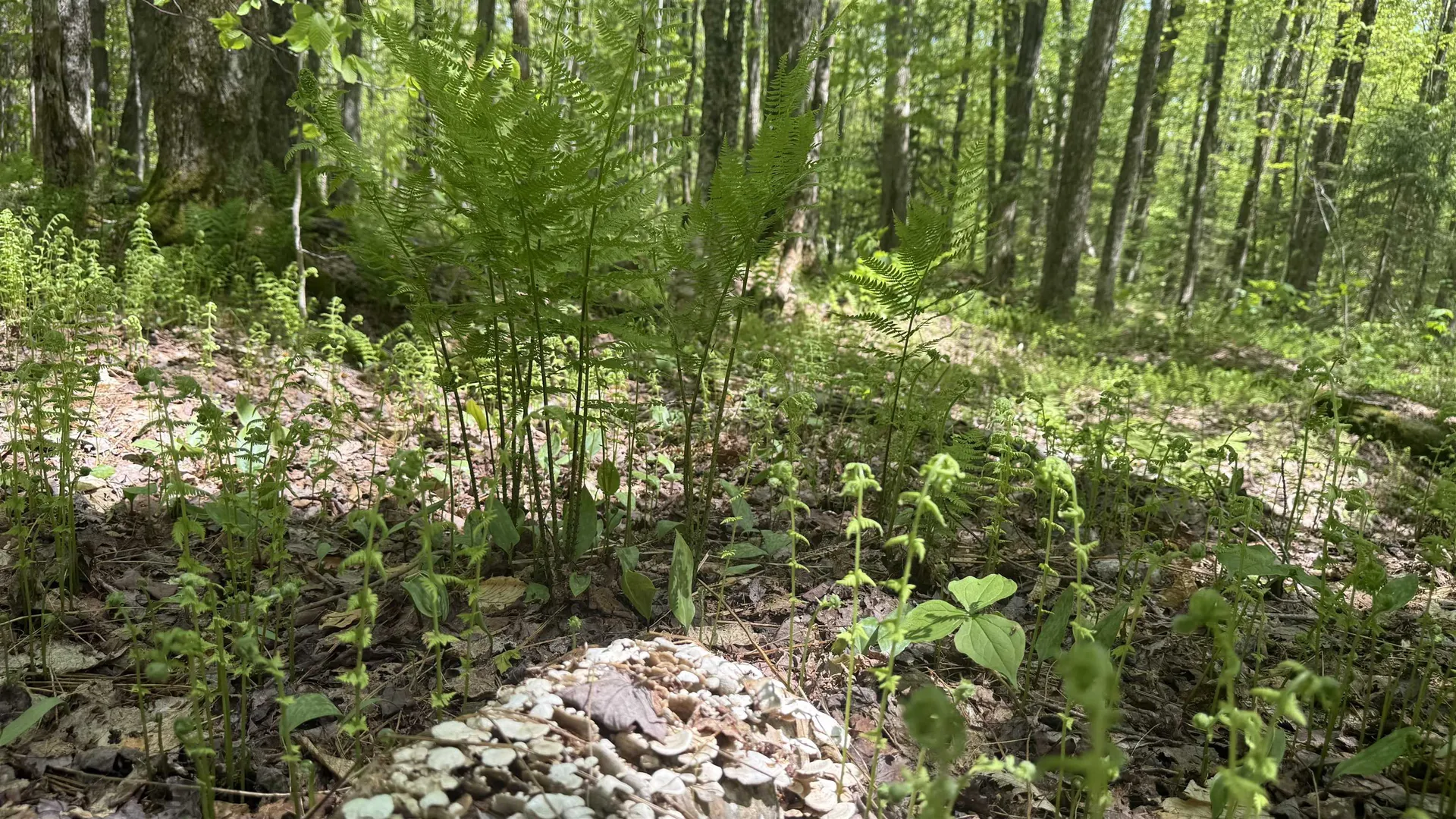 00 Potter Road Lowell VT 05847