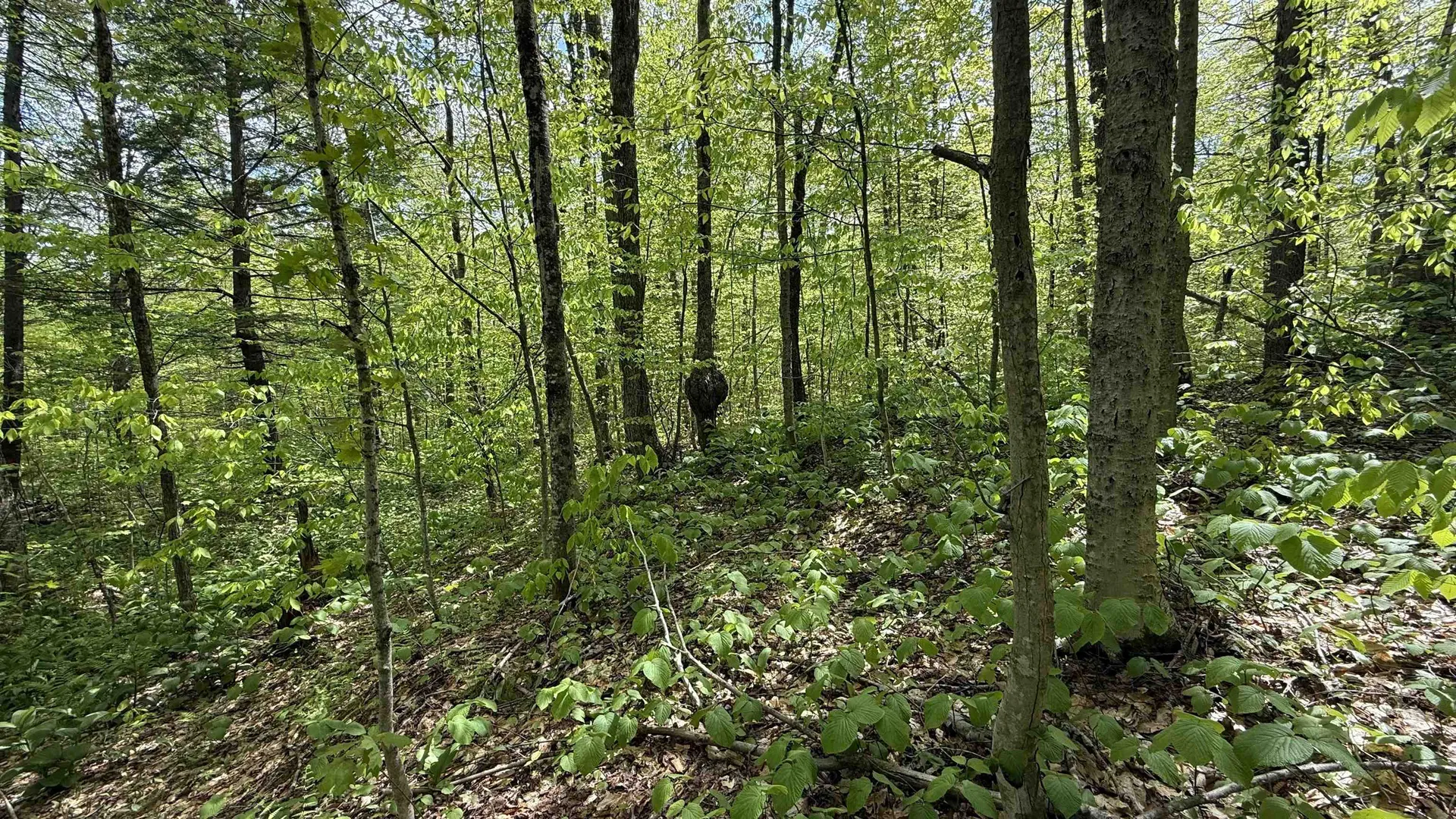 00 Potter Road Lowell VT 05847