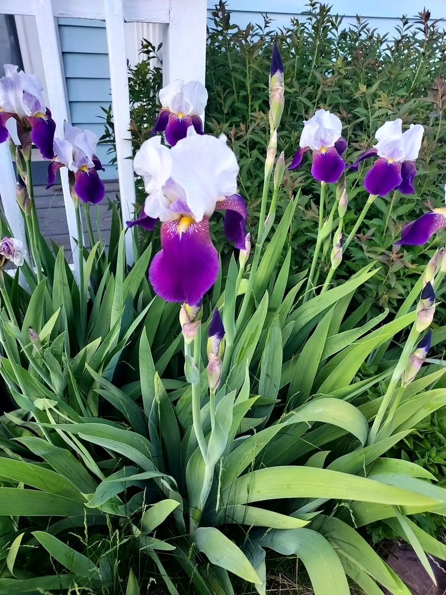 6 Marilyn Drive Belmont NH 03220