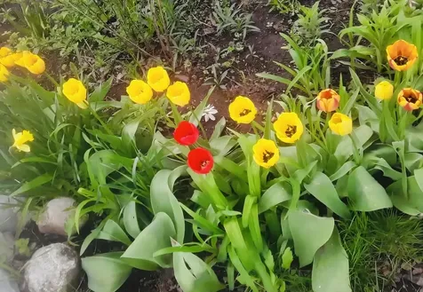 16 Jefferson Avenue Lunenburg VT 05904