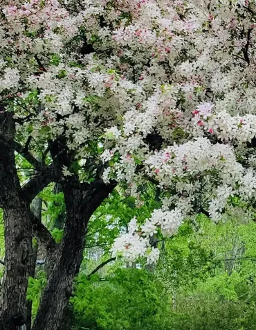 16 Jefferson Avenue Lunenburg VT 05904