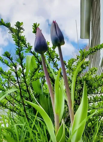 16 Jefferson Avenue Lunenburg VT 05904