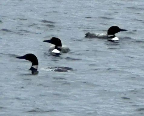 210 South Shore Road New Durham NH 03855