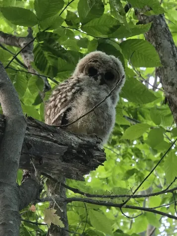 21 Gould Hill Road Hopkinton NH 03229