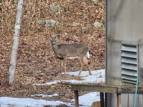 57 Oak Lane Jamaica VT 05343