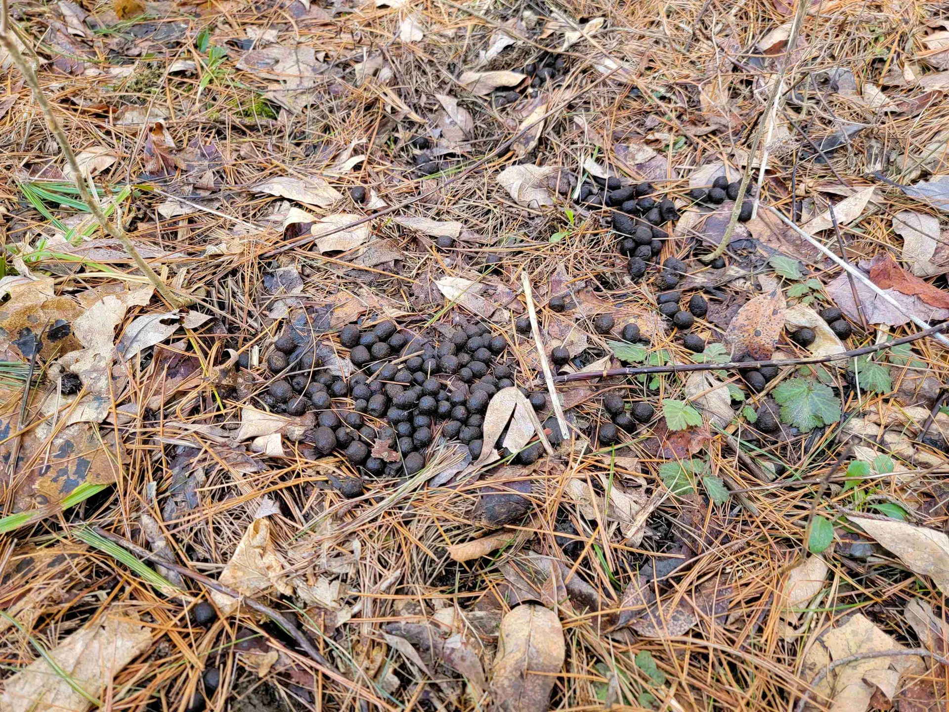 399 Bard Road Bennington VT 05201