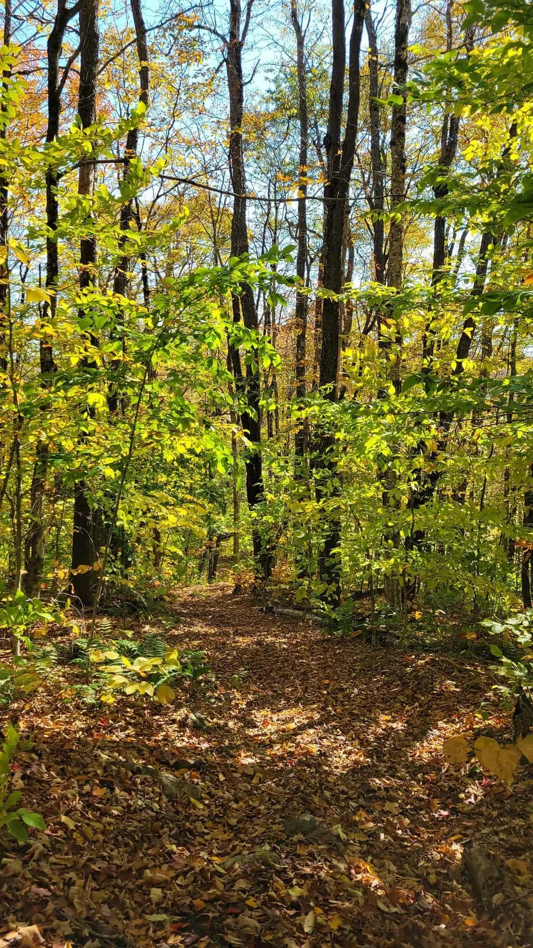 43 Bergblume Circle Stamford VT 05352