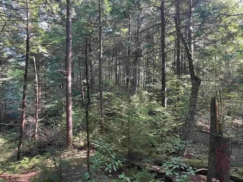 00 Brown Road Worcester VT 05682