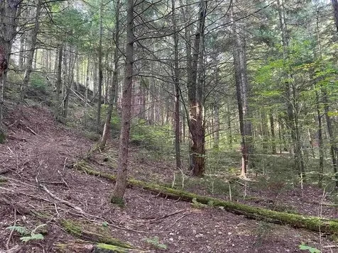 00 Brown Road Worcester VT 05682