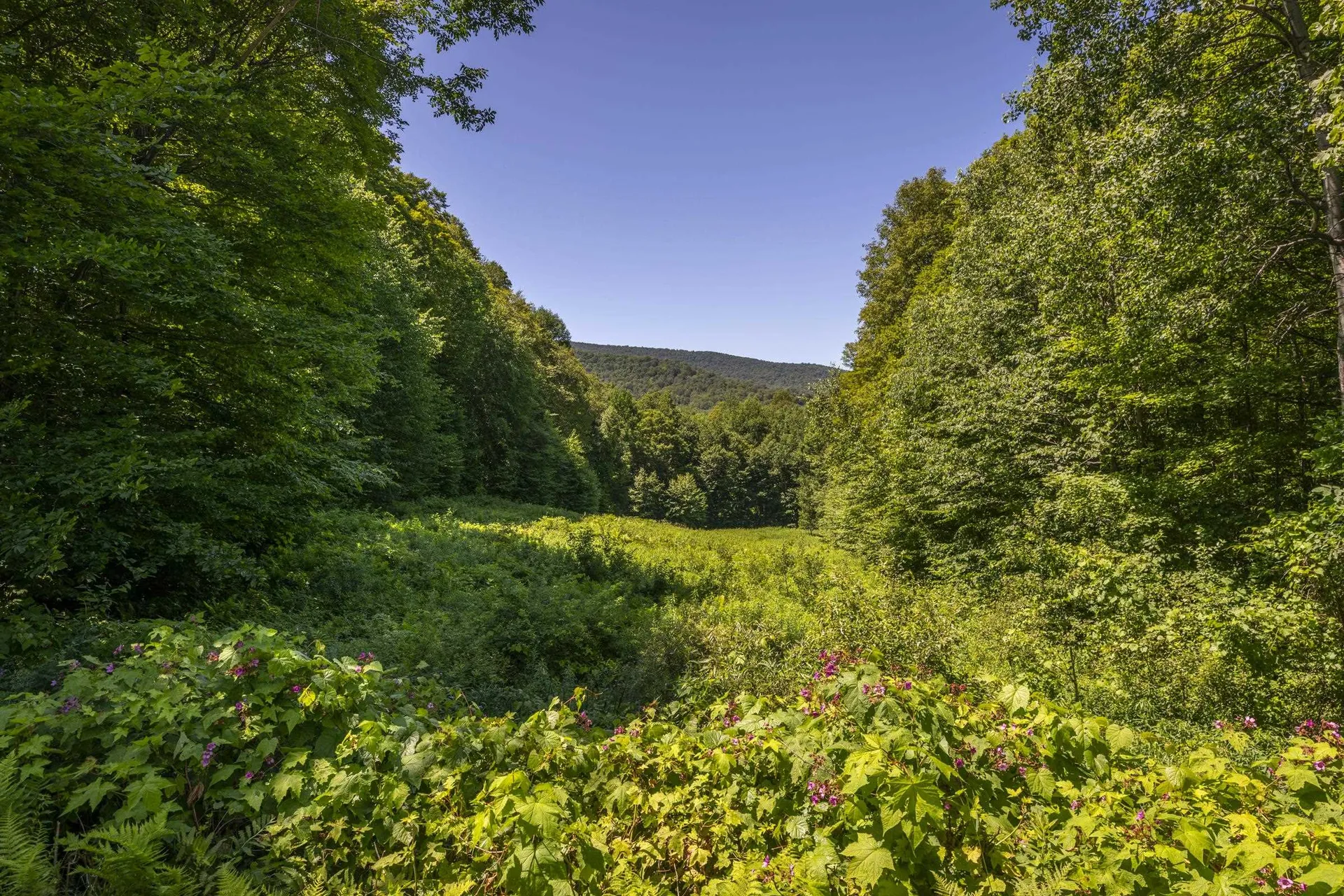 397 Fern Hill Dorset VT 05251