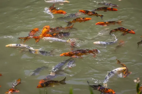 397 Fern Hill Dorset VT 05251