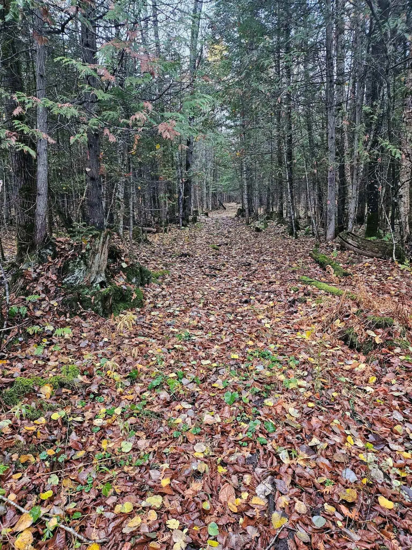 2431 Roaring Brook Road Barton VT 05822