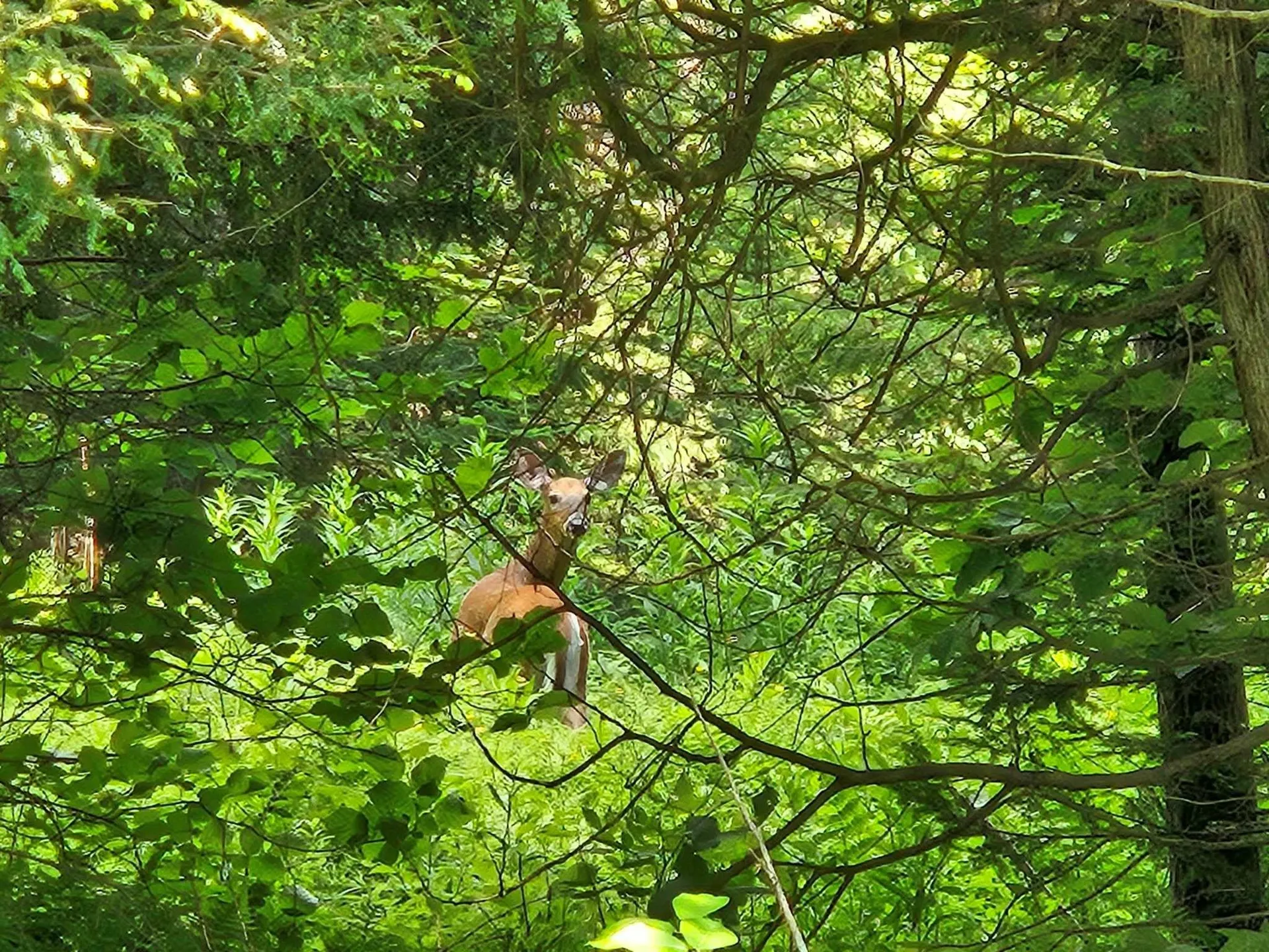 2431 Roaring Brook Road Barton VT 05822