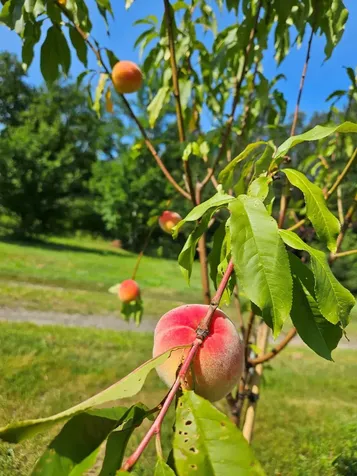 2431 Roaring Brook Road Barton VT 05822