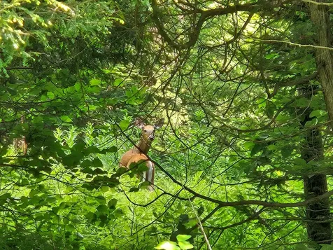 2431 Roaring Brook Road Barton VT 05822