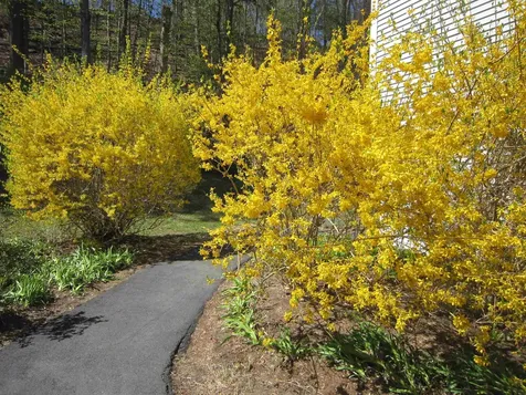 72 Morningside Commons Brattleboro VT 05301