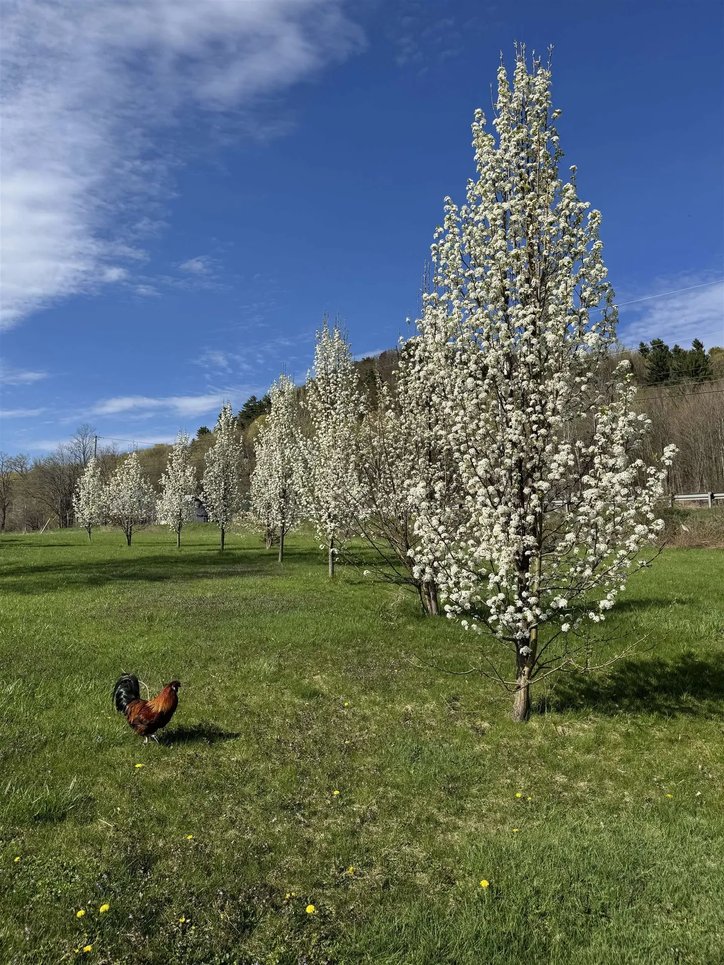 38 Hickory Place Hinesburg VT 05461