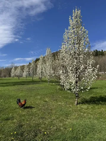38 Hickory Place Hinesburg VT 05461