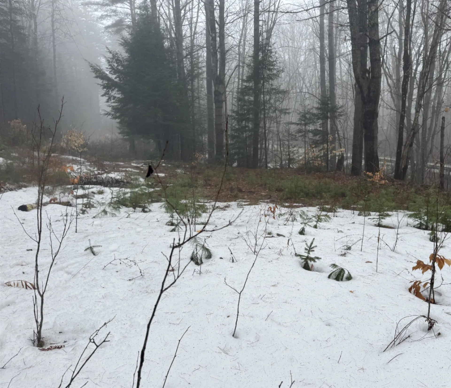 3826 Leighton Hill Road Newbury VT 05081