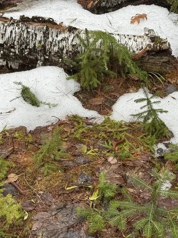 3826 Leighton Hill Road Newbury VT 05081