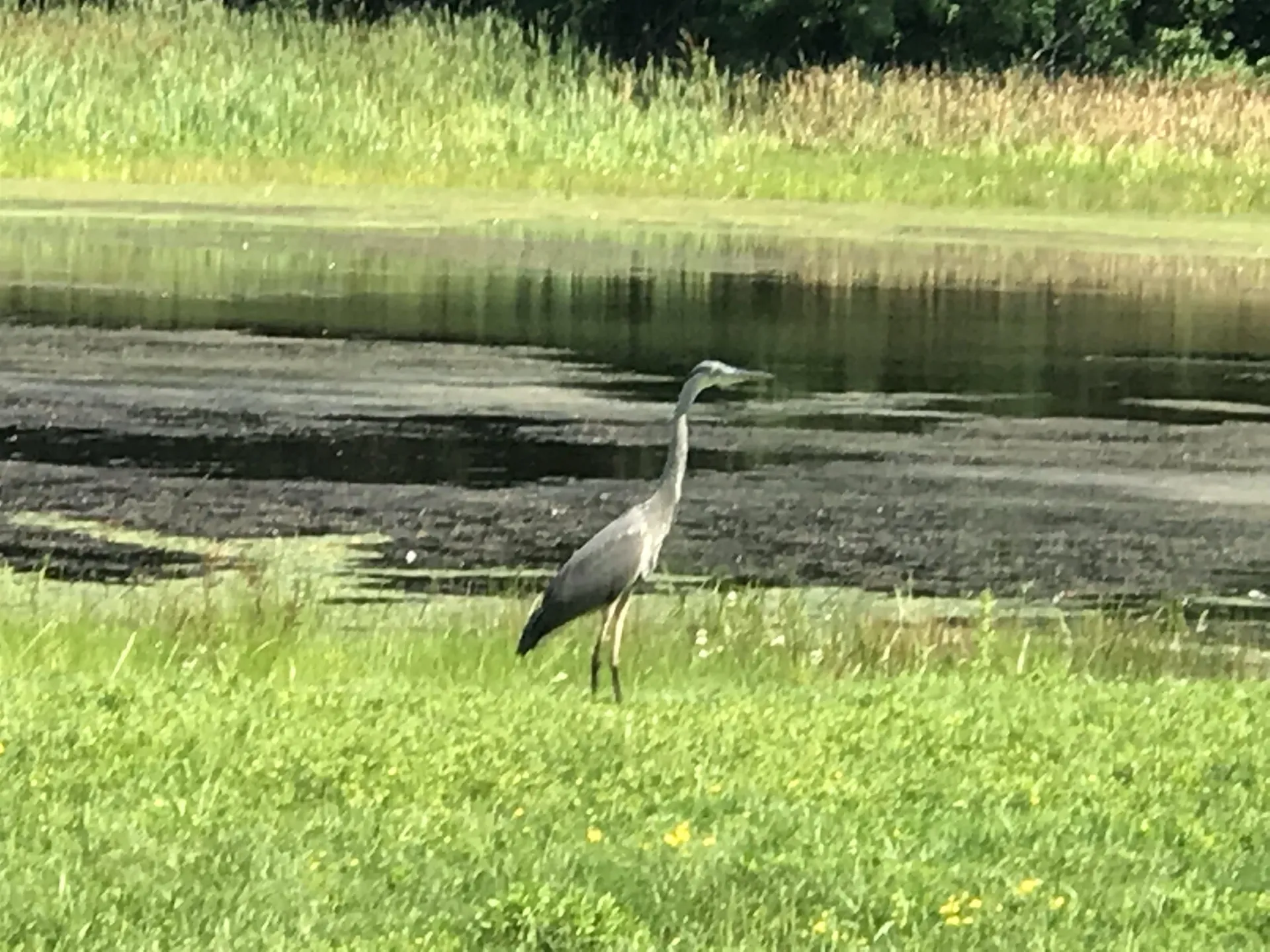 10 Heron Way Stratham NH 03885