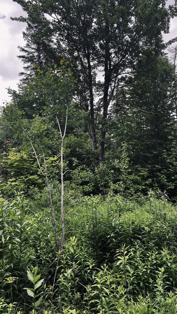 1606 Town Farm Road Sheffield VT 05866