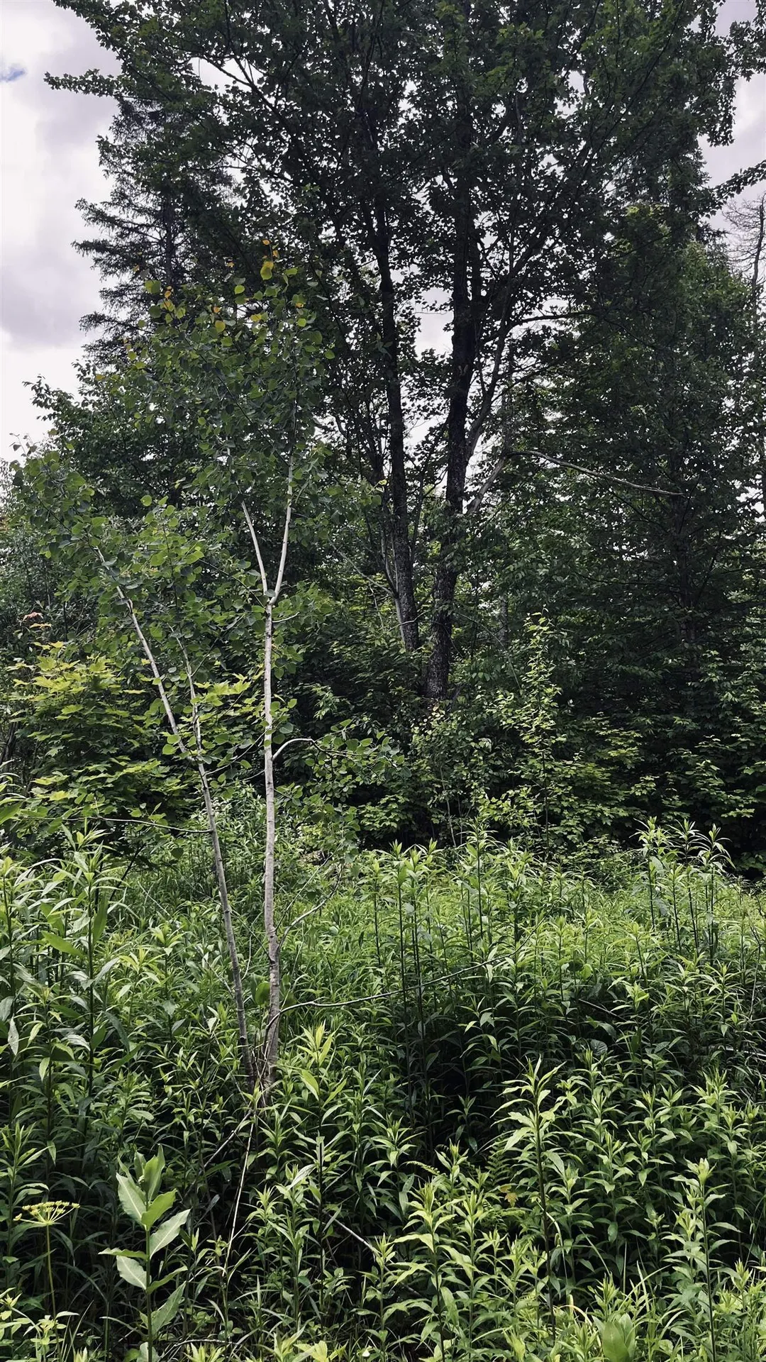 1606 Town Farm Road Sheffield VT 05866