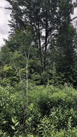 1606 Town Farm Road Sheffield VT 05866