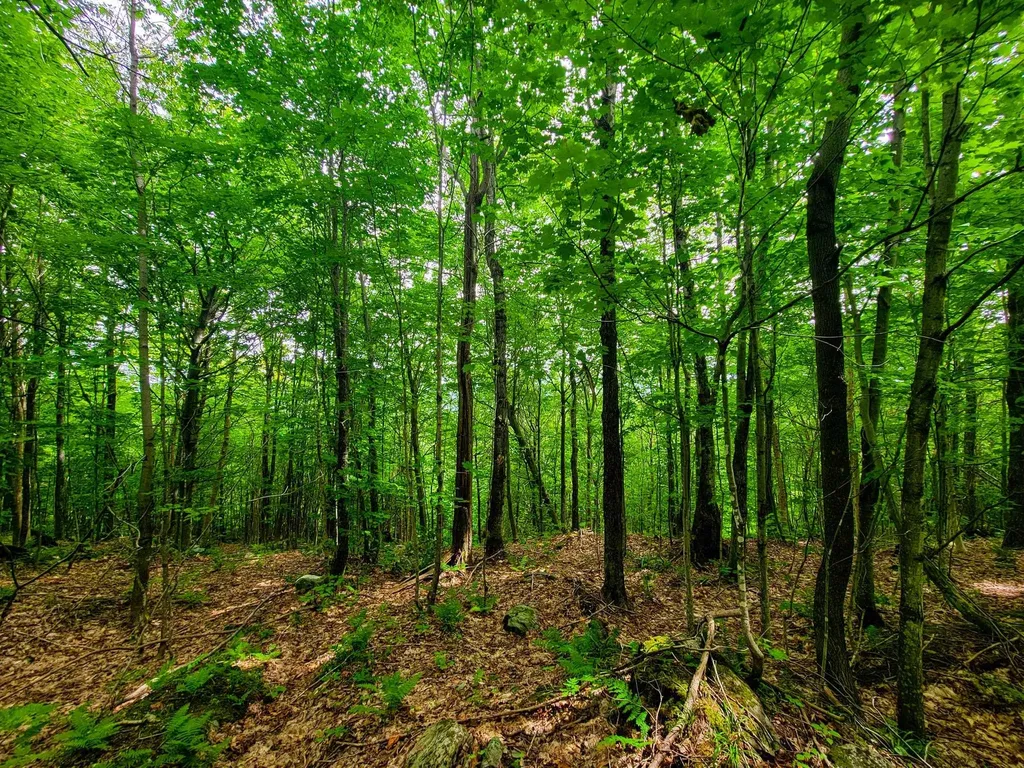 4166 Mines Road Lowell VT 05847