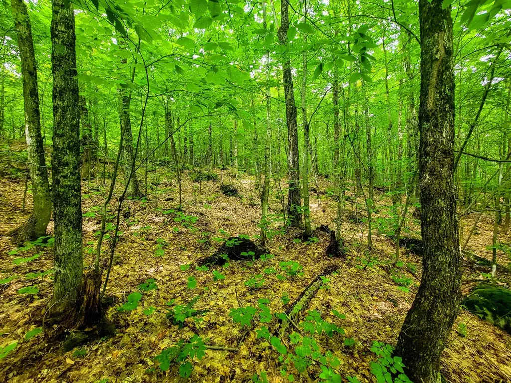 4166 Mines Road Lowell VT 05847