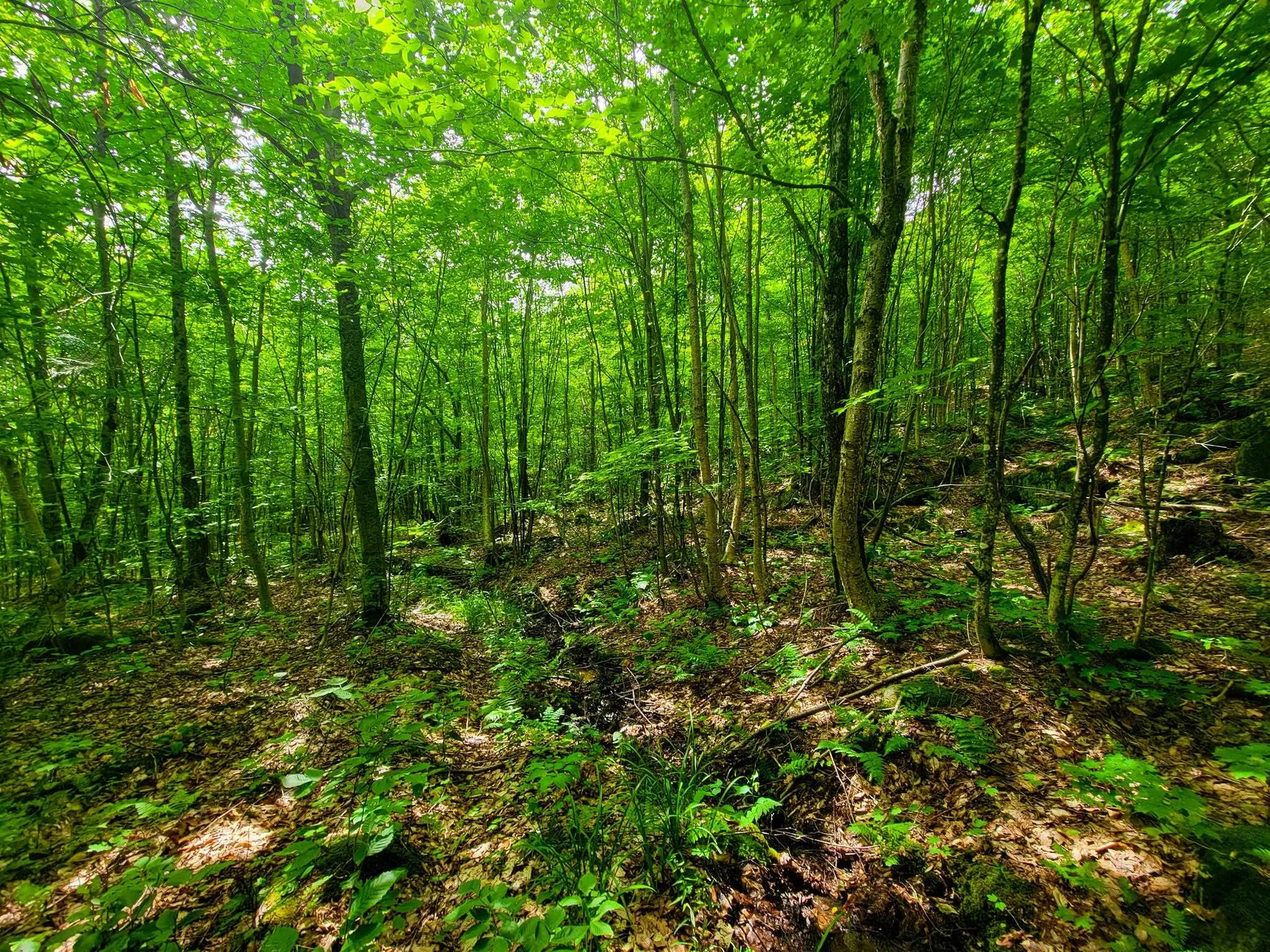 4166 Mines Road Lowell VT 05847