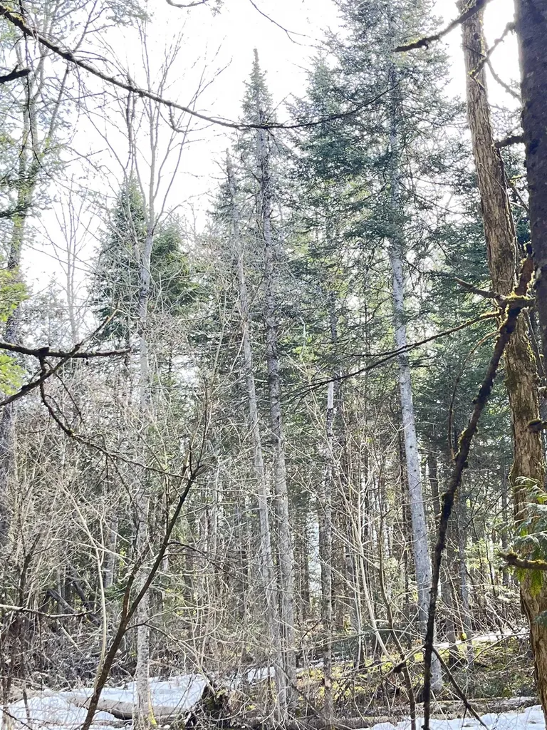 0 Hollow Road Barton VT 05822