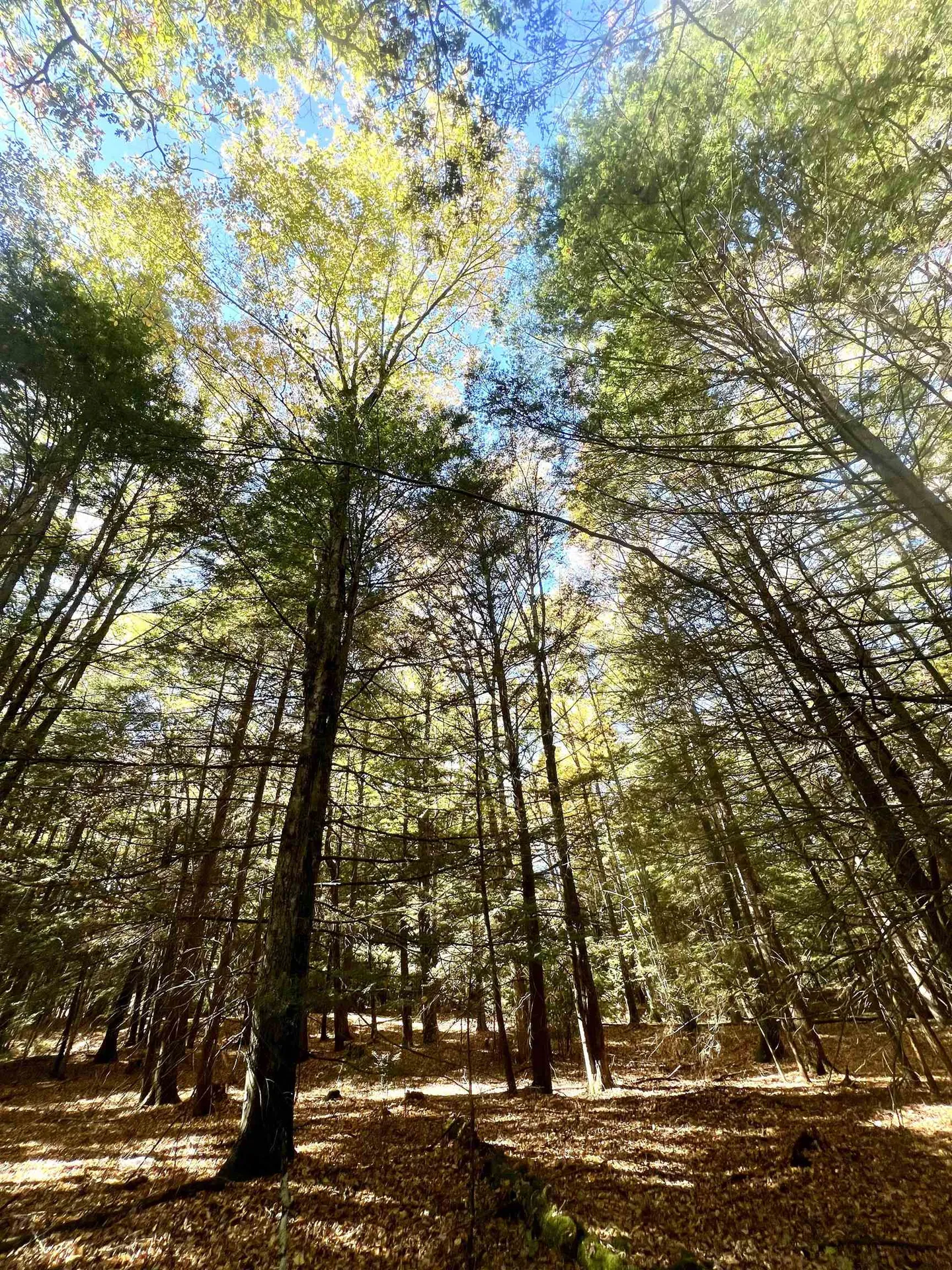 31 Poplar Lane Vernon VT 05354