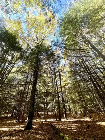 31 Poplar Lane Vernon VT 05354