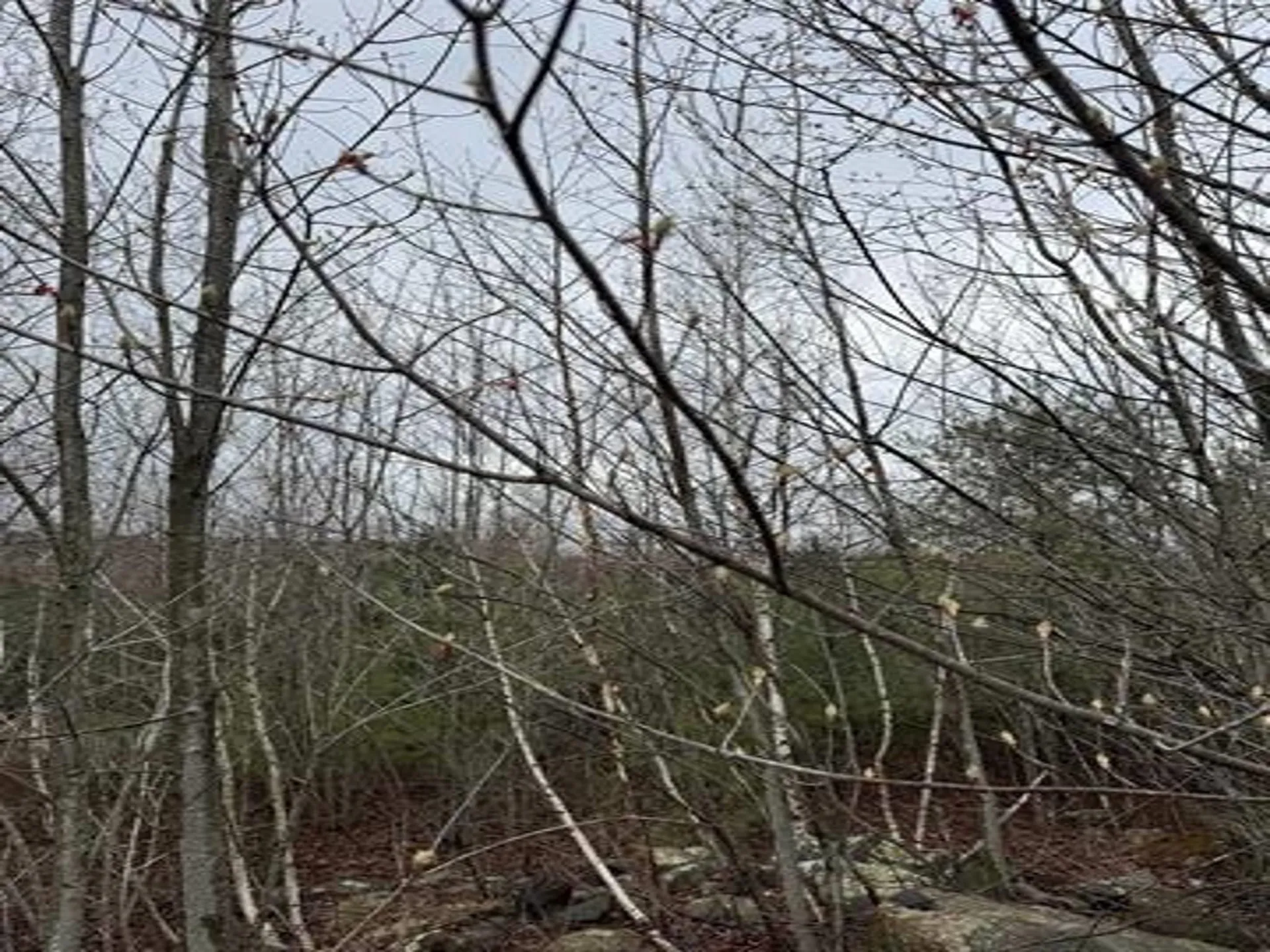 Tbd Mason Road Milton NH 03851