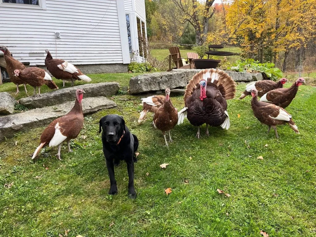179 Cate Hill Road Greensboro VT 05826