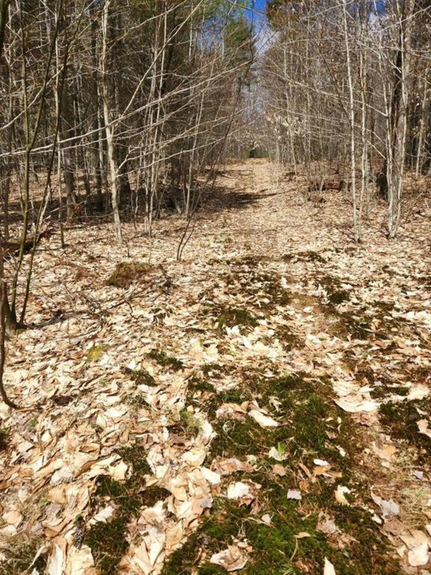 Tbd Fox Drive Gilmanton NH 03237