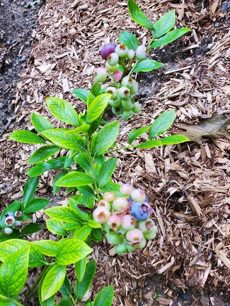 39 Longwood Drive Swanzey NH 03431-4517