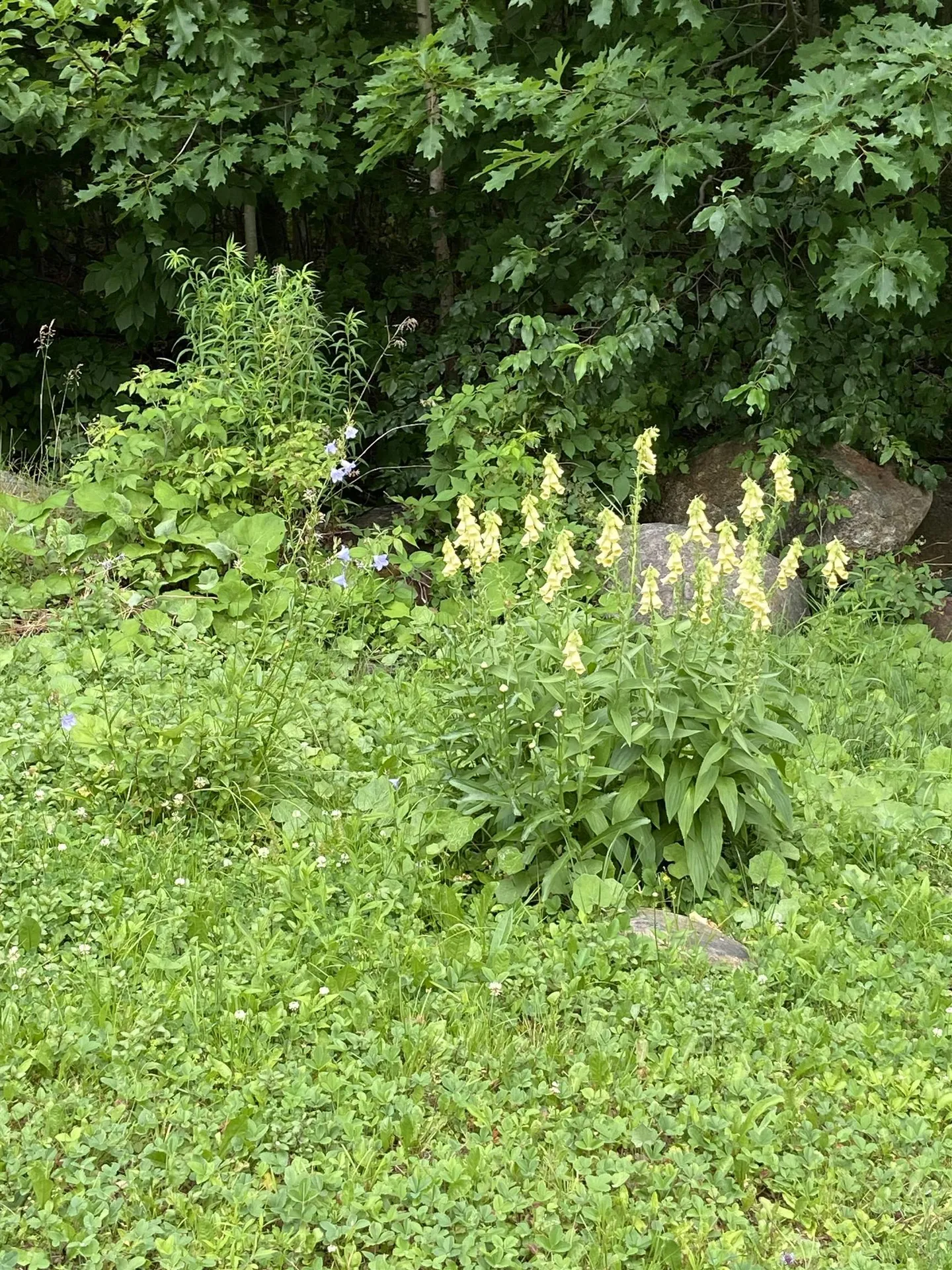 533 Juniper Hill Road Stoddard NH 03464