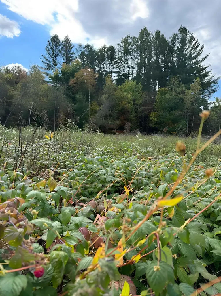 843 River Road Troy VT 05859