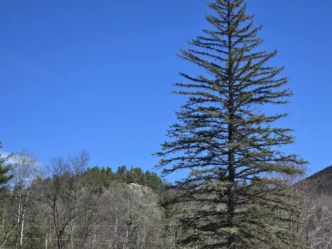 1089 Nh Route 16 Bartlett NH 03838