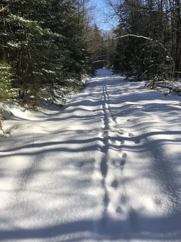 1511 West Hill Road Lincoln VT 05443