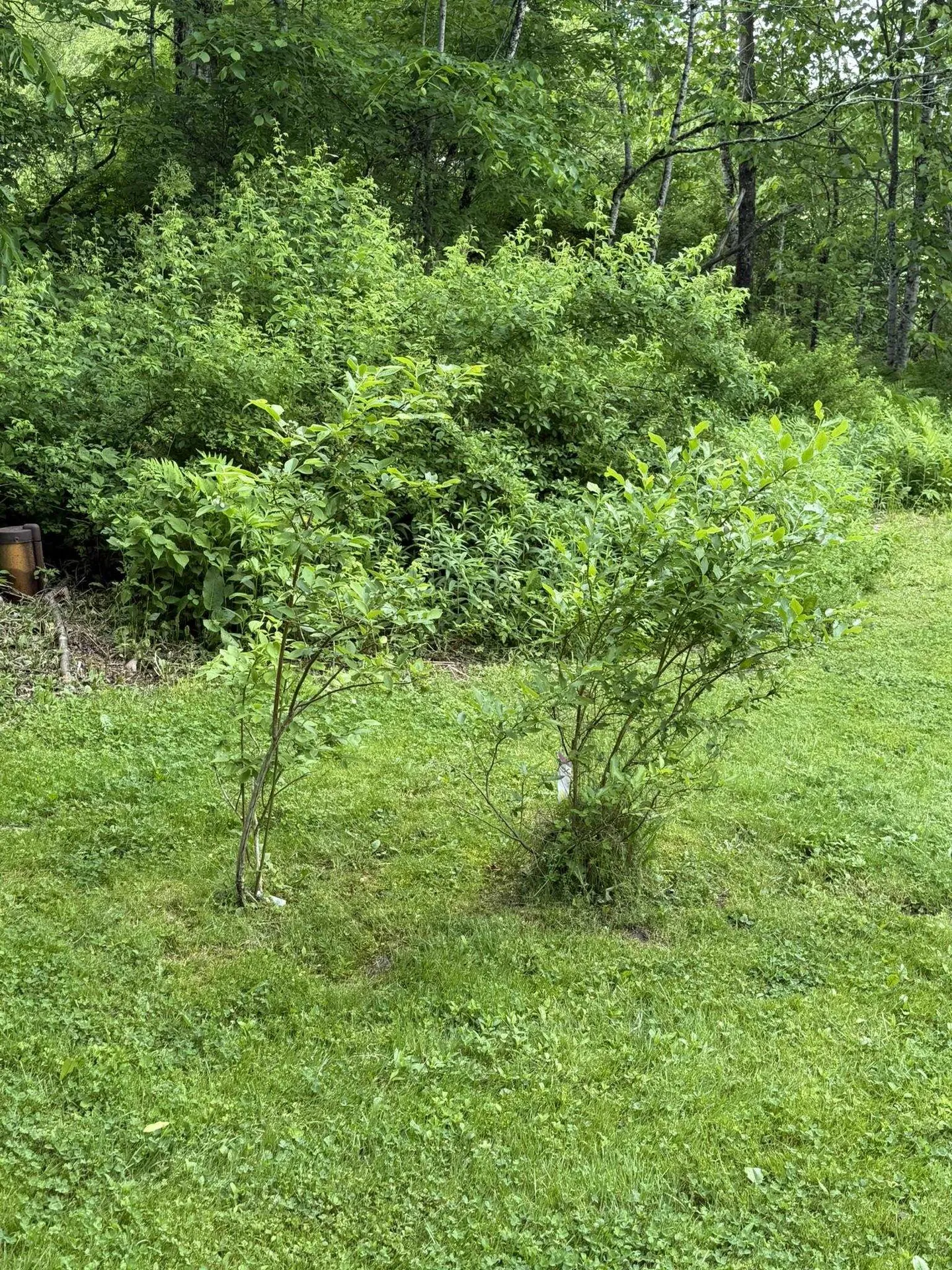 371 Maplewood Common Moretown VT 05660-9199
