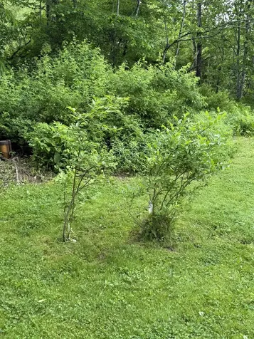 371 Maplewood Common Moretown VT 05660-9199