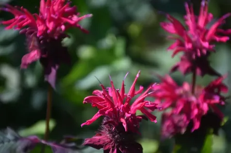 1078 Brook Road Marshfield VT 05658